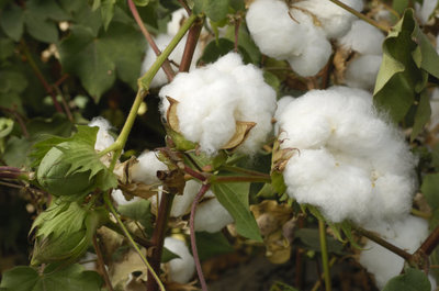 Cotton